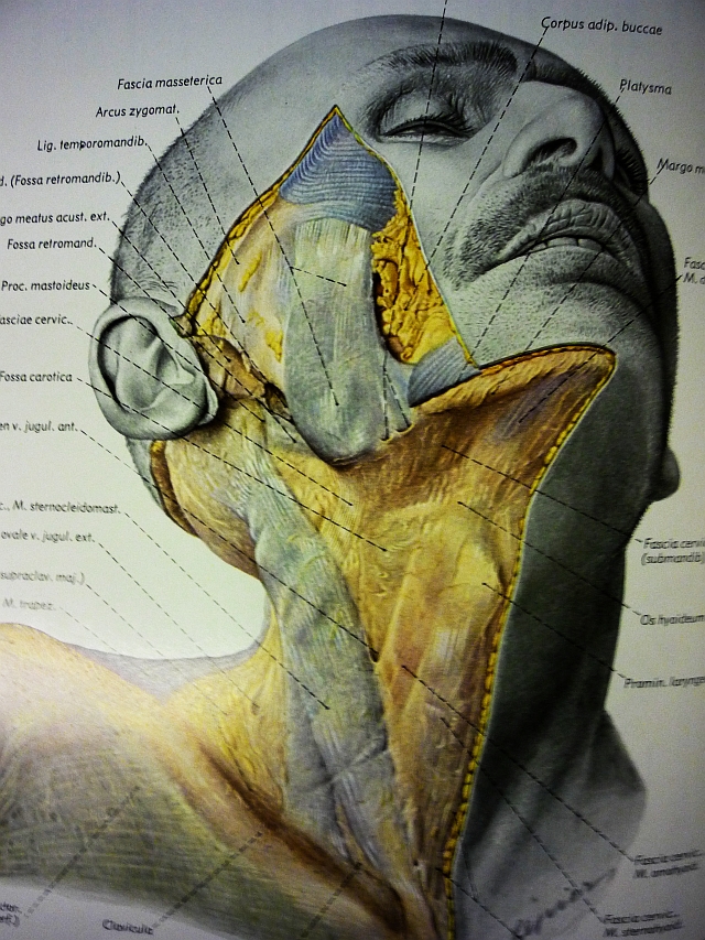 Pernkopf: Atlas of Topographical and Applied Human Anatomy