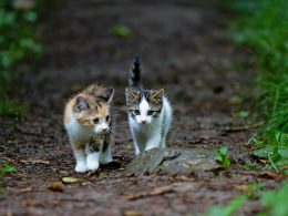 white brown and black cat on brown dried leaves