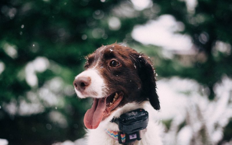closeup photography of long-coated white and tan dog