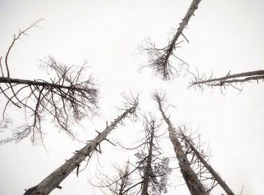 low angle photography of leafless trees