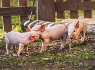 white pig on brown soil