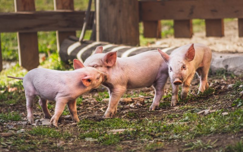 white pig on brown soil