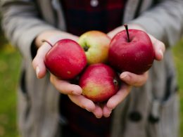 person holding four red apples