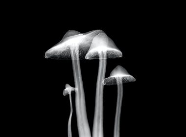 four white mushrooms illustration