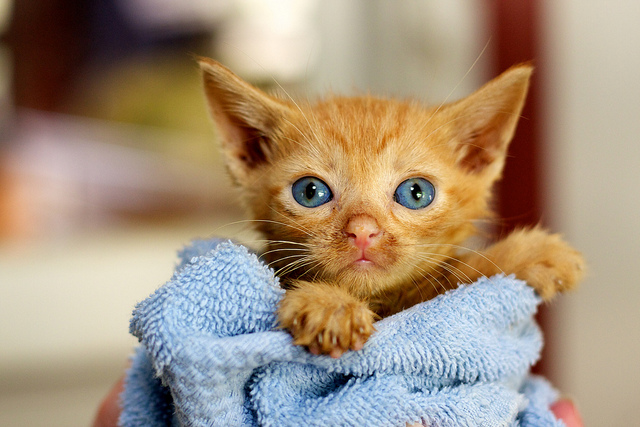 (C) flick.com by eaghra