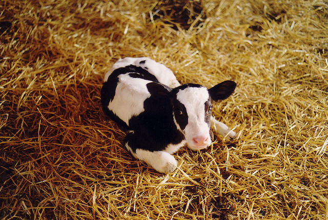 (C) flickr.com by Compassion in World Farming