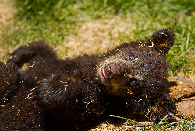 (C) flickr.com by TaylorB90