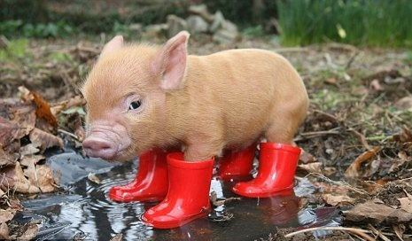 (C) flickr.com by Vegan Feast Catering