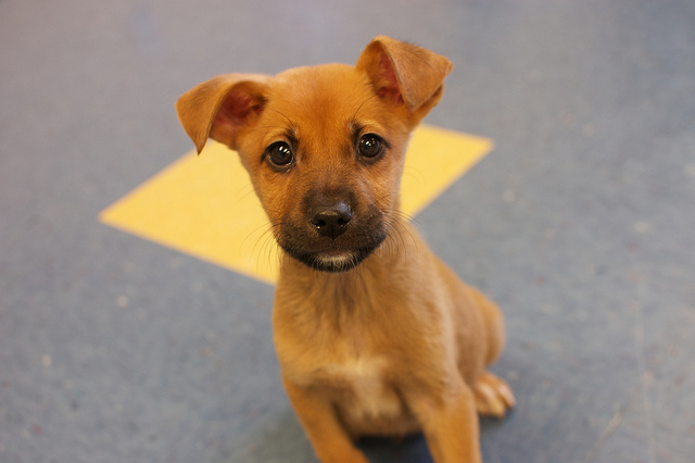 (C) flickr.com by bullcitydogs