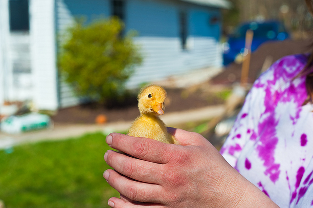 (C) flickr.com by pennuja