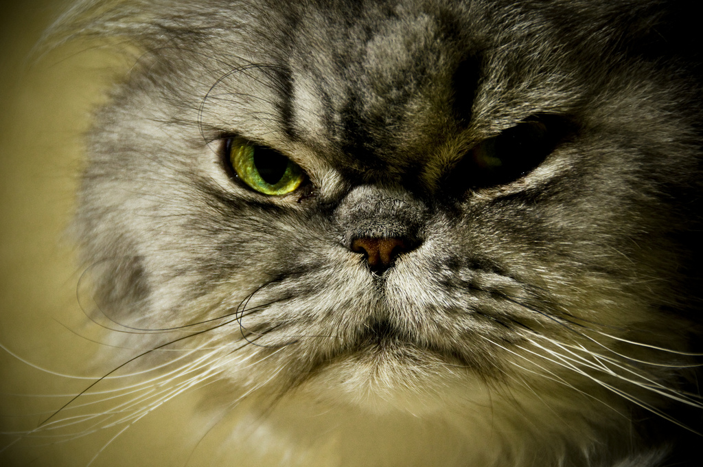 (C) www.flickr.com by nrtphotos